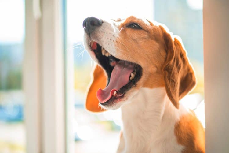 Dog yawns in front of window