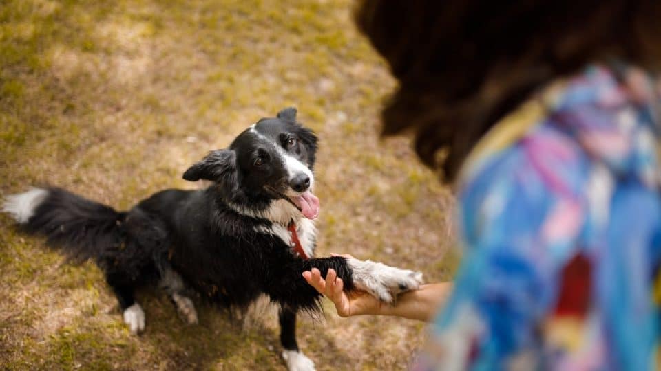 Owner teaching her dog how to shake paw