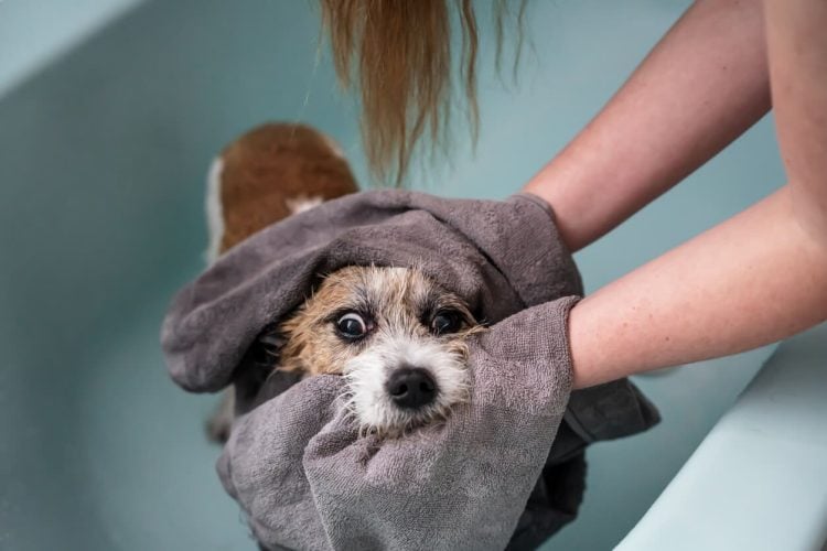 Drying dog after bath