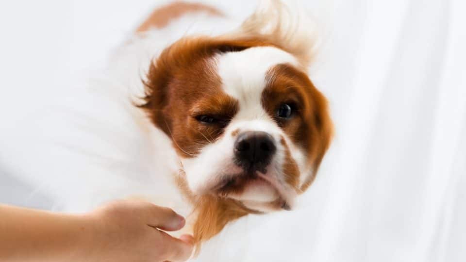 A dog having an epileptic seizure and shaking