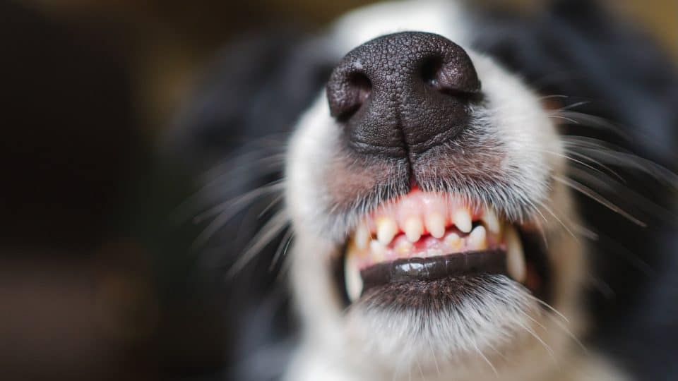 Close up of border collie showing teeth