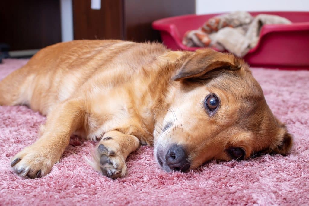 Dog laying down and sick with parvovirus