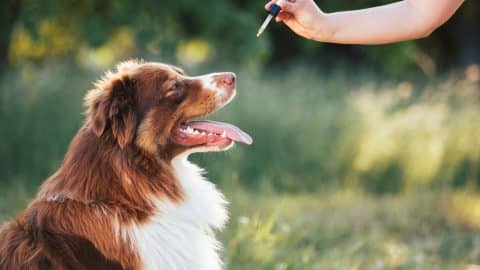 Hand giving dog CBD oil by licking a dropper pipette, Oral administration of hemp oil for pet health problems.