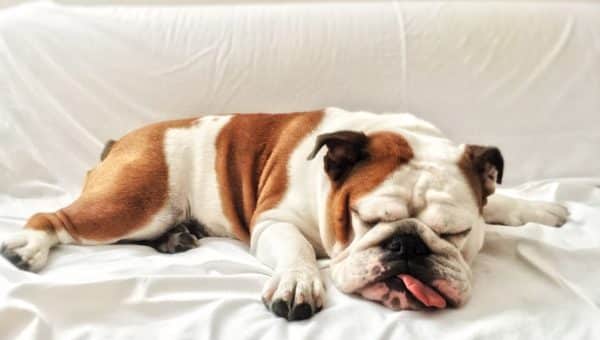 Bulldog sleeping happily on the couch