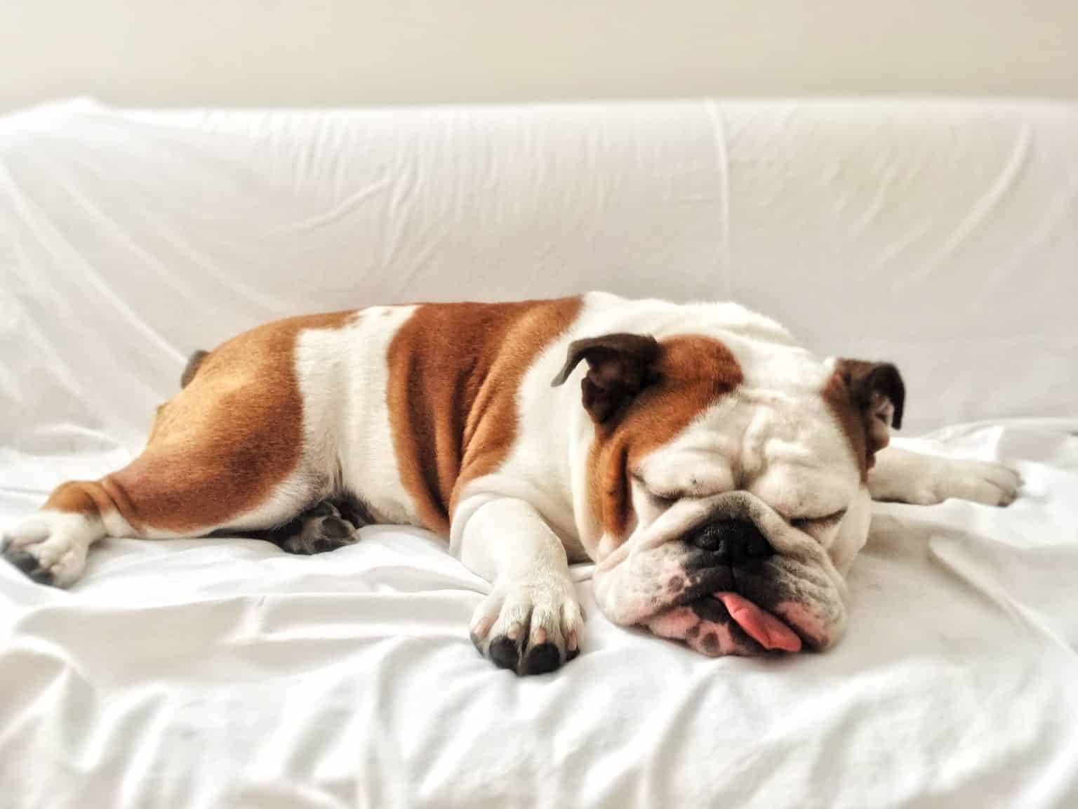 What Do Your Dog's Sleeping Positions Really Mean The Truth Revealed