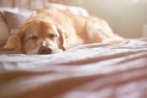 Senior Golden Retriever sleeping on bed