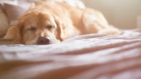 Senior Golden Retriever sleeping on bed