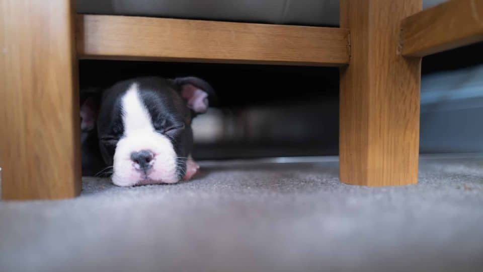 Black and white dog sleeping under a bed