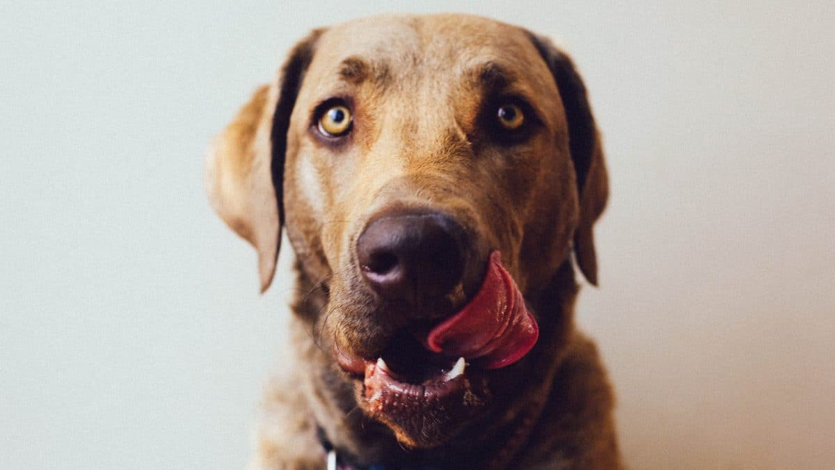 Why Do Dogs Smack Their Lips?