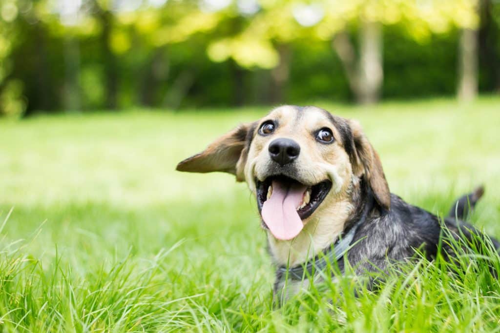 Un chien mignon qui sourit dans l'herbe