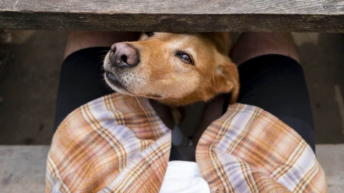 Why Do Dogs Smell Your Crotch Causes & Training Tips