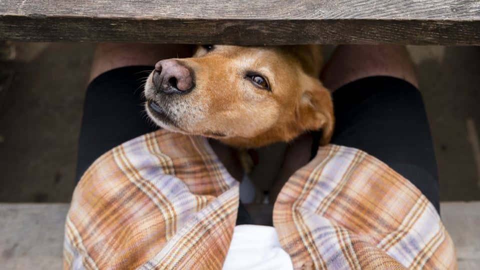 Dog sniffing a pet parent's crotch