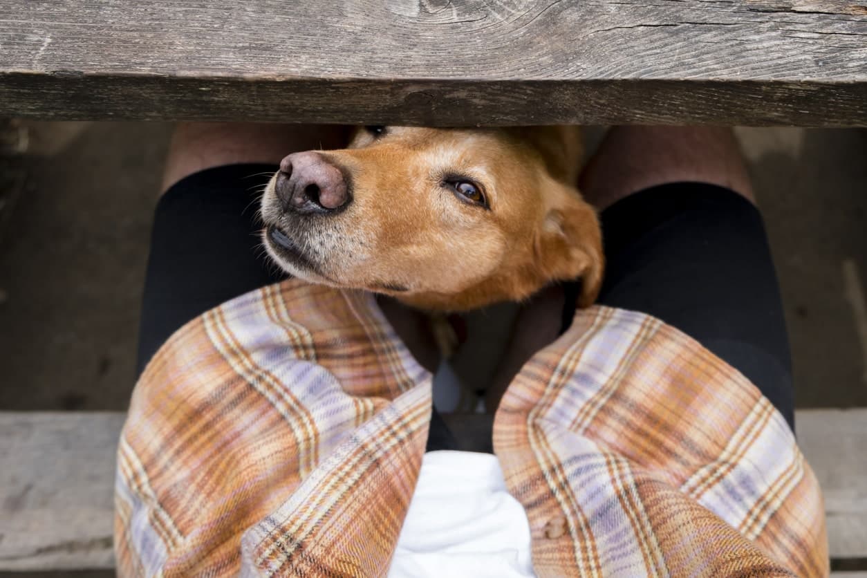 Why Do Dogs Smell Your Crotch: Causes & Training Tips
