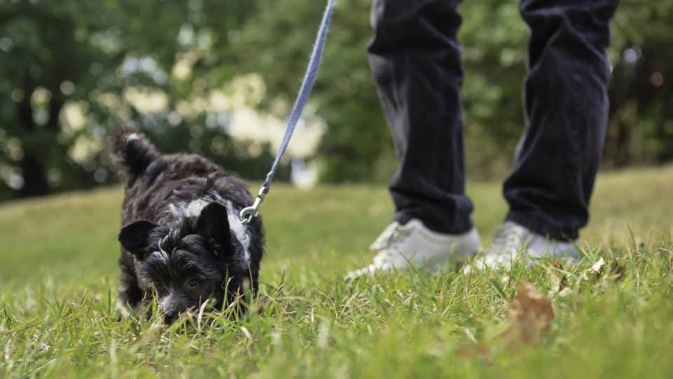Dog sniffing the ground before deciding where to poop