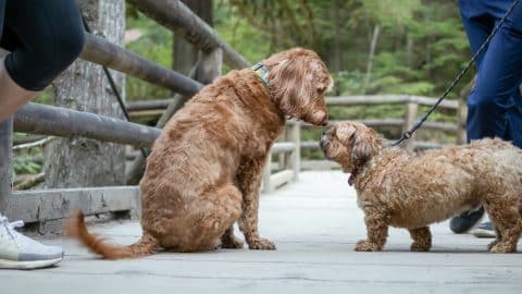 Large Labradoodle greeting a small Zuchon or Shih Tzu-Bichon.