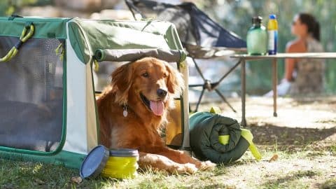 Dog sitting in soft crate at campsite