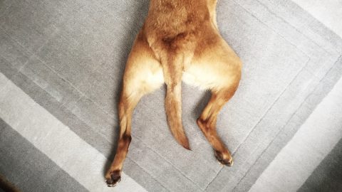 Looking down from above onto a pet yellow labrador retriever dog with its hind legs and tail outstretched in a sploot position
