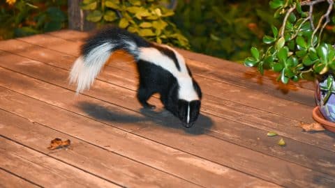 Skunk on backyard deck