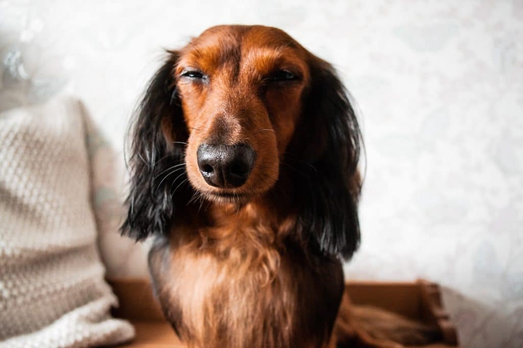 A brown dog squinting