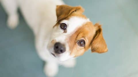 A cute dog staring up at you