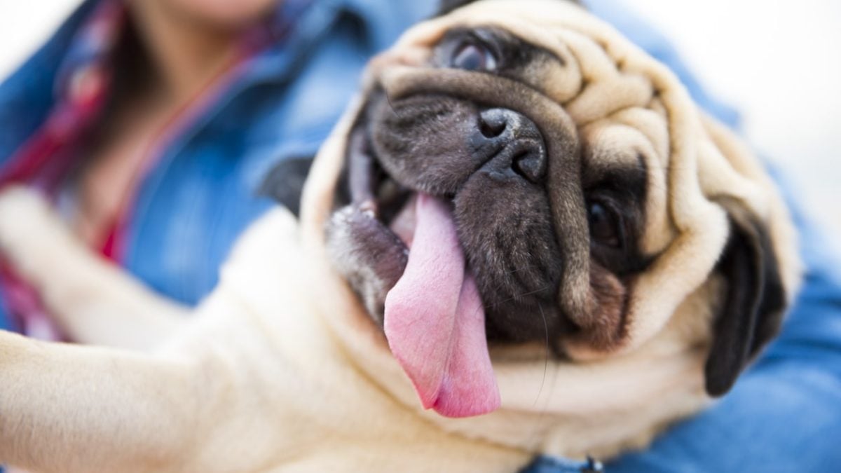 Why Do Dogs Stick Their Tongue Out