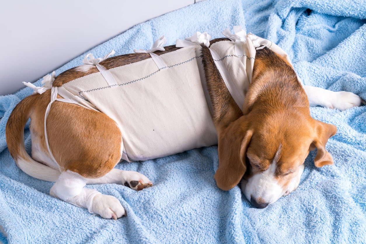 How To Care for Your Dog's Stitches After Surgery