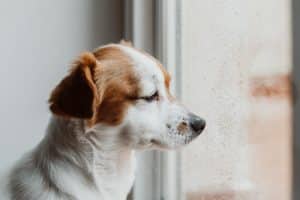 A sad dog with storm anxiety