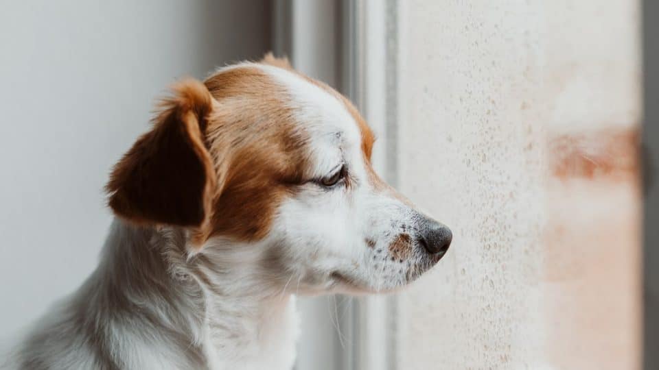 A sad dog with storm anxiety