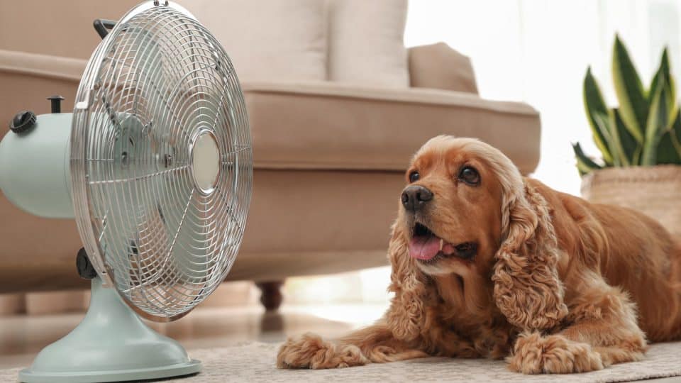 A hot dog sweating in front of a fan