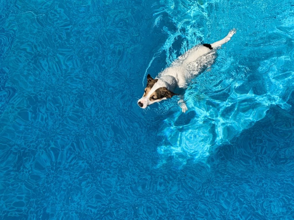A dog recovering from swimmers tail