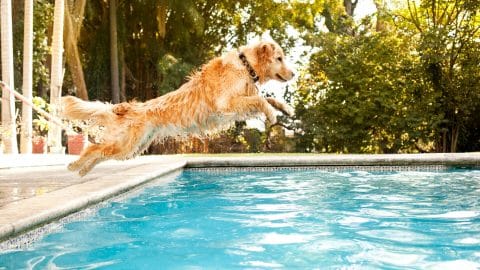 Golden Retriever jumping into a clean pool in the backyard