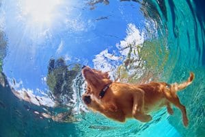 Underwater photo of golden labrador retriever puppy in outdoor swimming pool play with fun - jumping and diving deep down. Activities and games with family pets and popular dog on summer holiday.