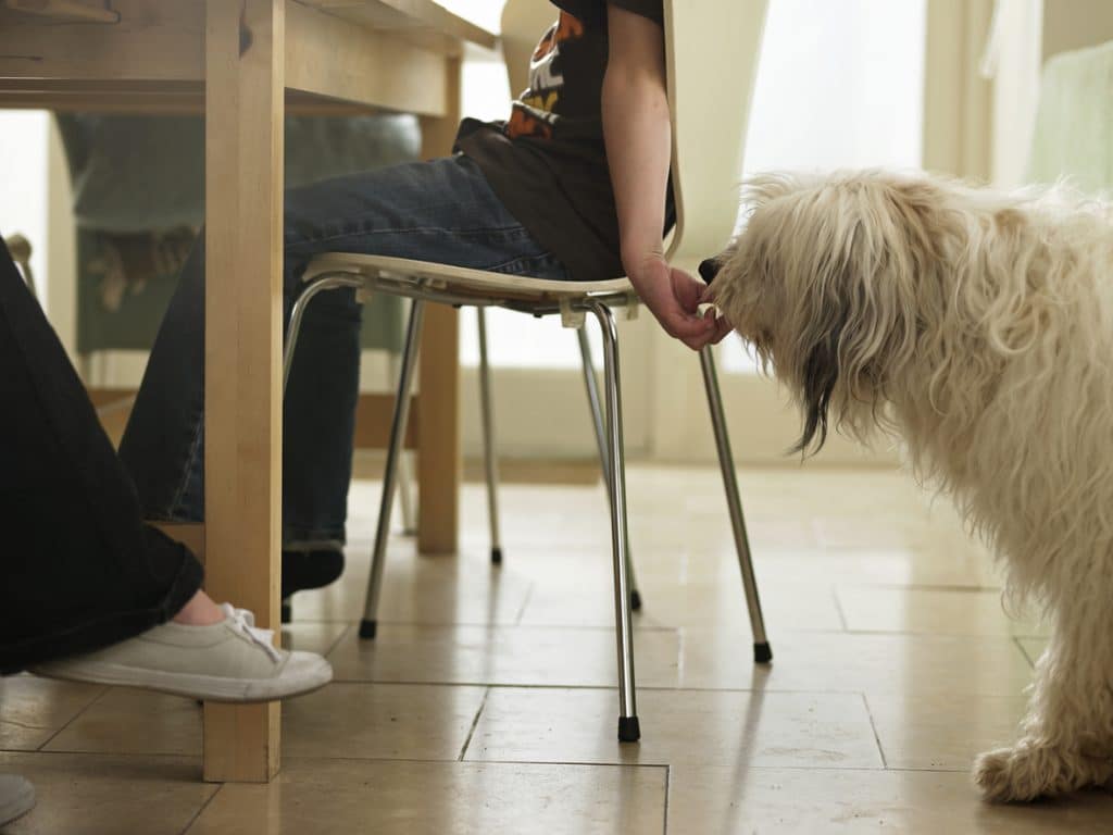 Boy sneaking dog food from the table