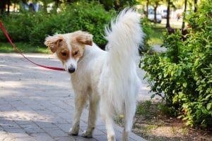 Fluffy dog looks back at its tail in the park