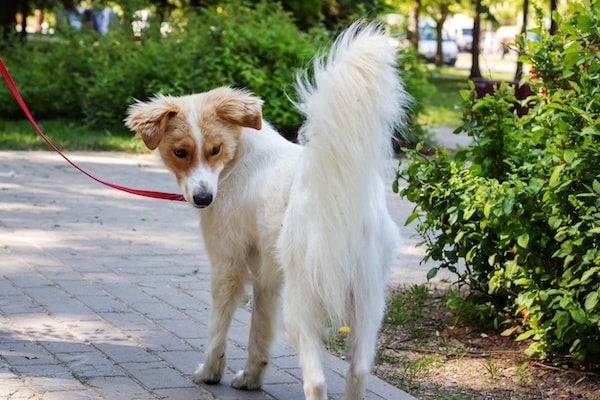 Fluffy dog looks back at its tail in the park