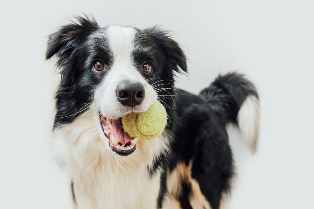 Black and white dog chewing on a tennis ball