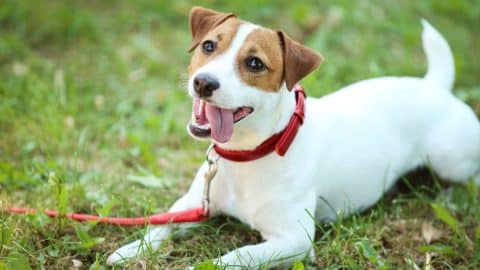 Happy dog laying on grass, panting