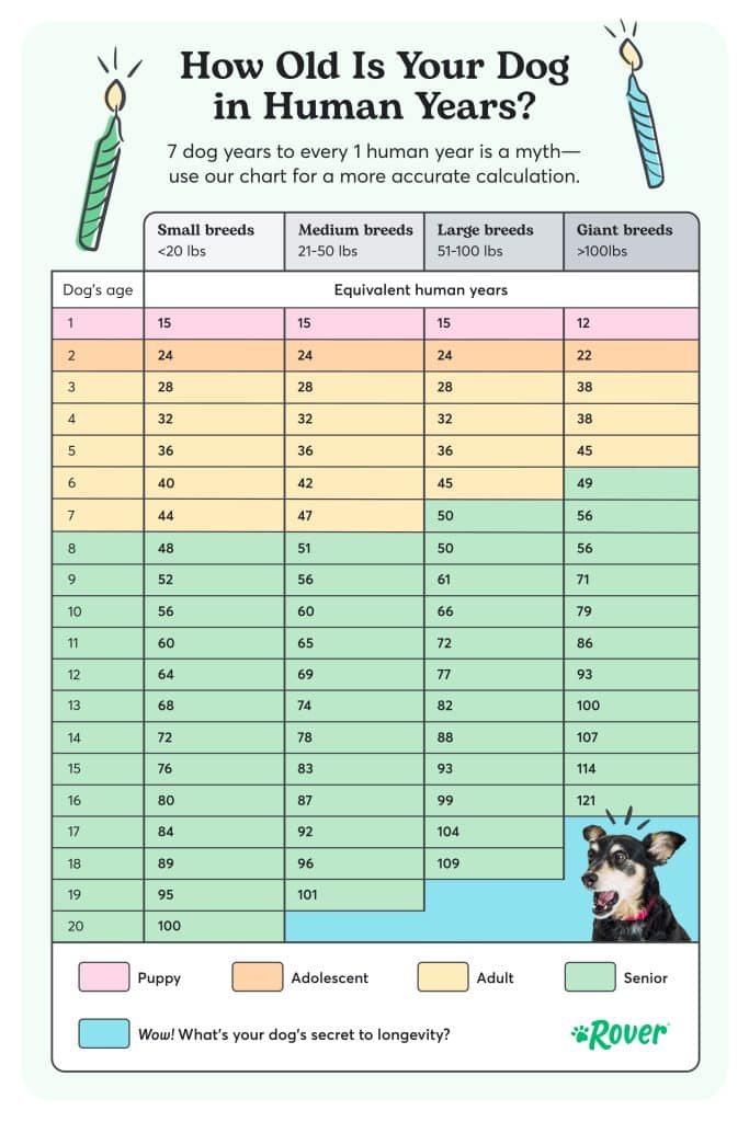 Dog age chart outlining dog to human age by breed size