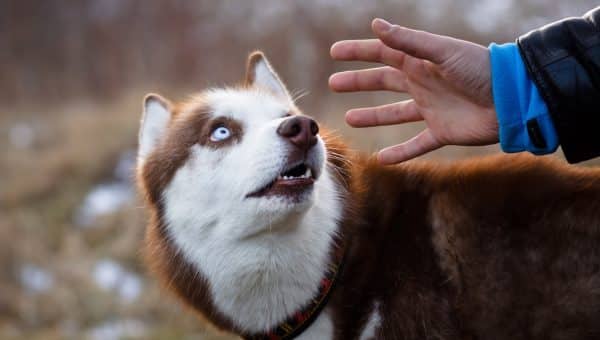 Siberian husky warily eyes outstretched human hand