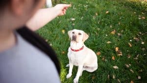 Girl training yellow lab with treat