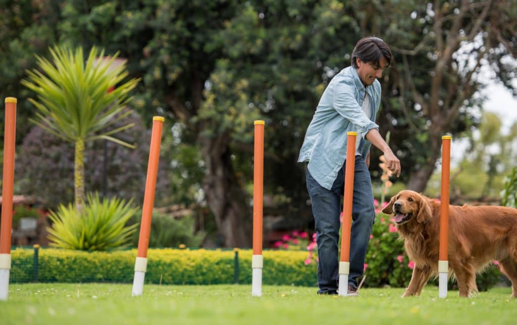 Mann trainiert einen großen Hund auf einem Hindernisparcours – Konzept von Tieren