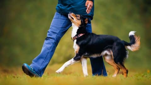 Trainer walking with dog outside