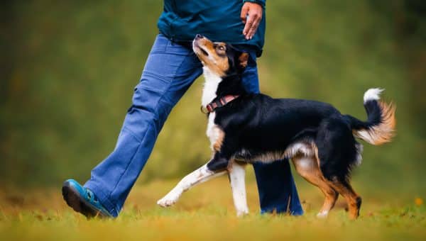 Trainer walking with dog outside