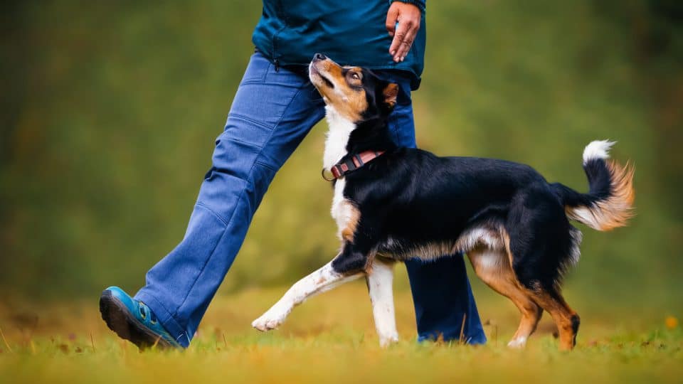 Trainer walking with dog outside