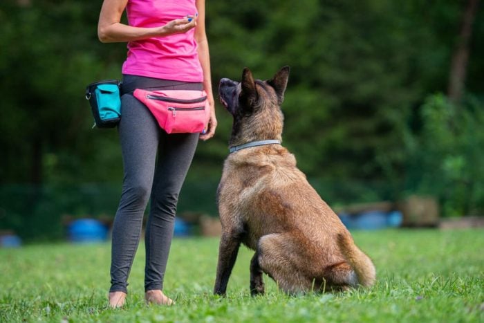 Training dog with clicker