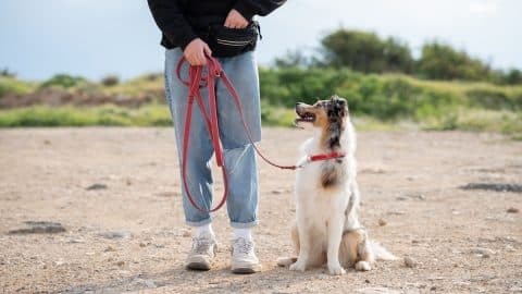 Dog looks up at trainer on beach