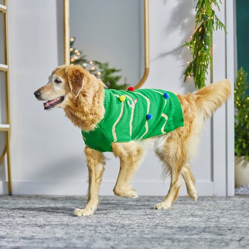 Dog wearing festive Christmas sweater