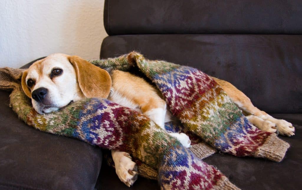 Senior dog with a vibrant thrift sweater wrapped around them as they lay on a couch