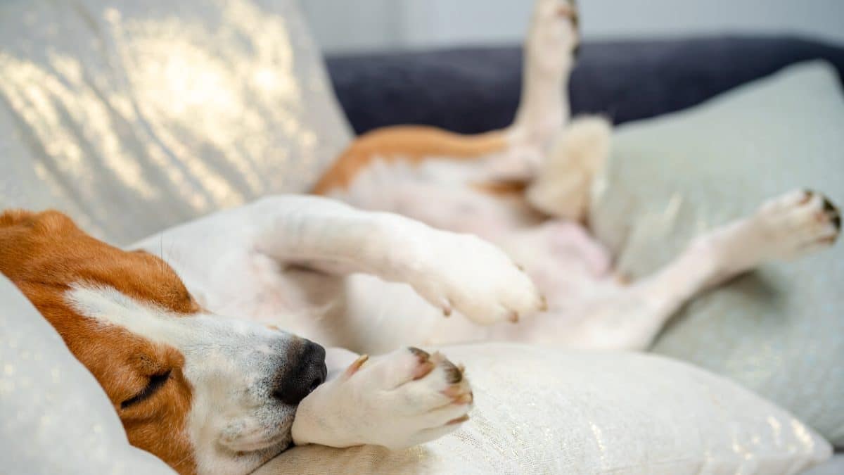 Why Do Dogs Twitch In Their Sleep? Plus, How to Improve Their Zzz's