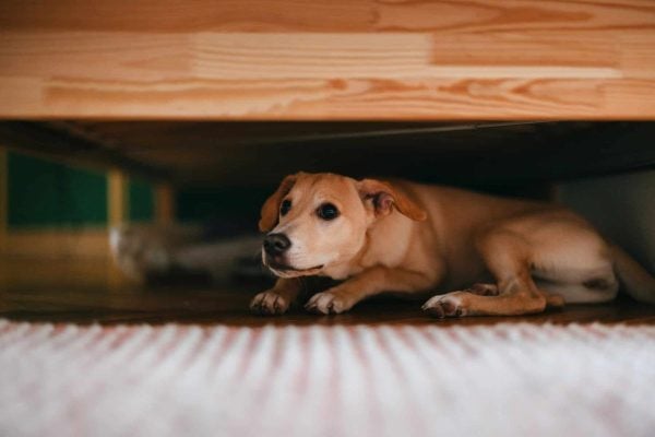 Scared dog hiding under the bed